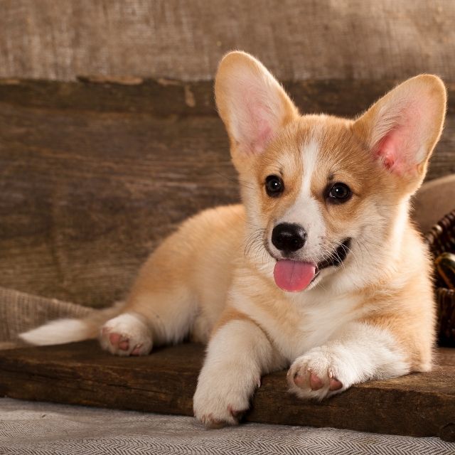 cardigan welsh corgi köpek