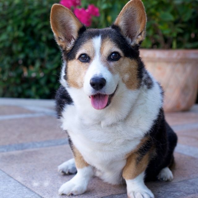 cardiganwelshcorgi