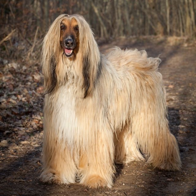 afgan tazı köpek ırkı