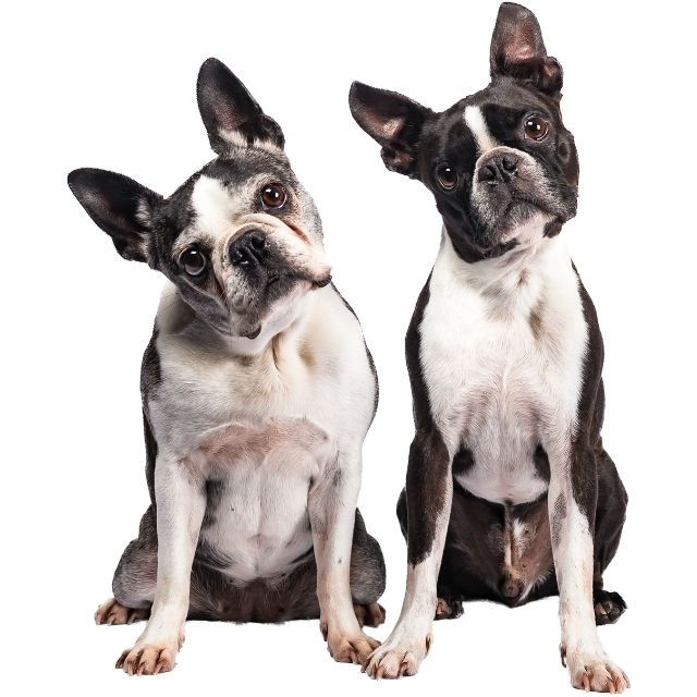 boston terrier köpek ırkı