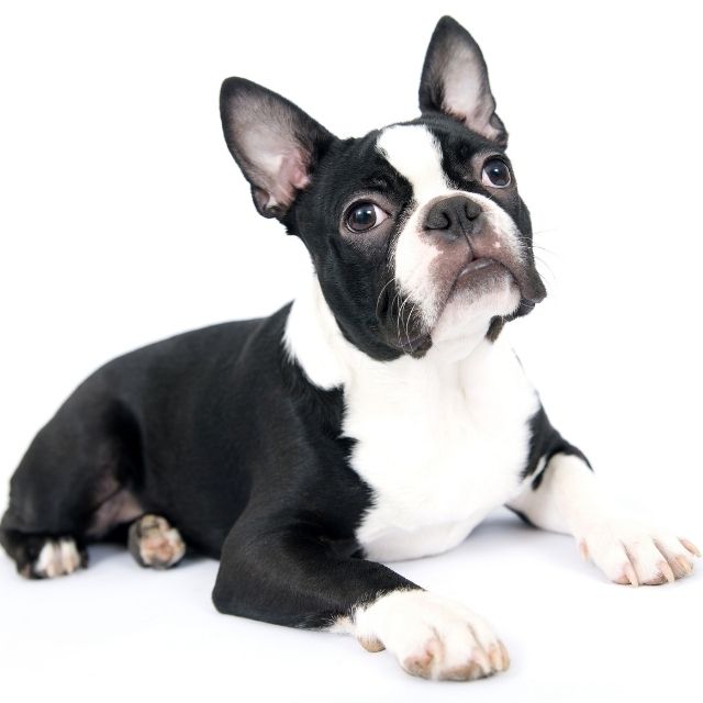 boston terrier