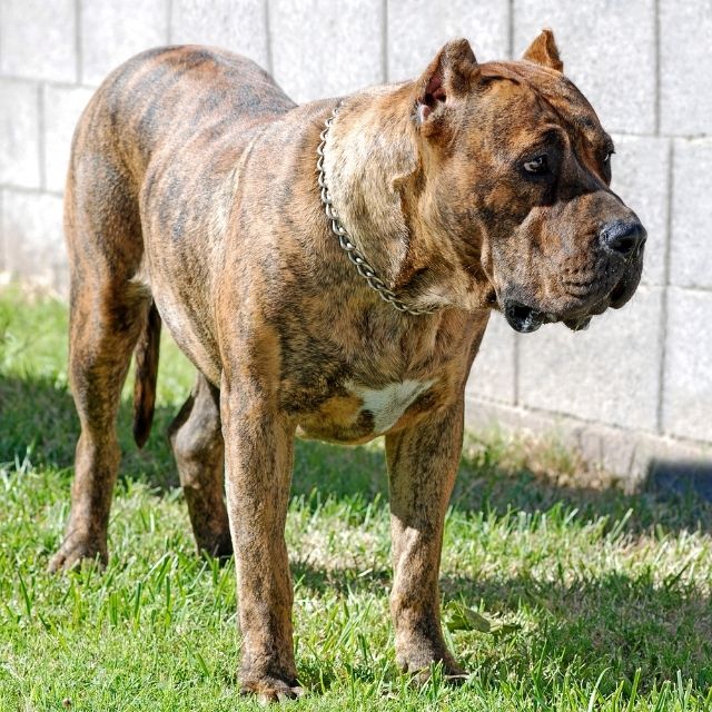 canary cins köpek