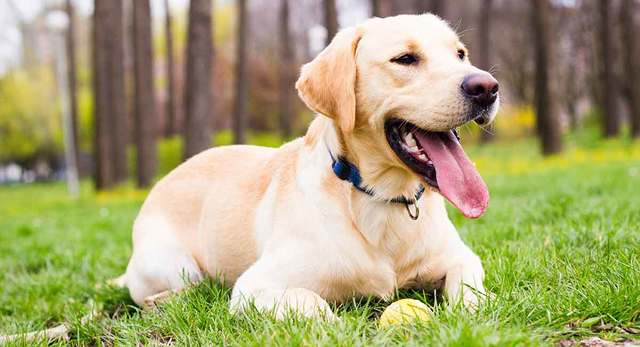 en tatlı köpekler labrador