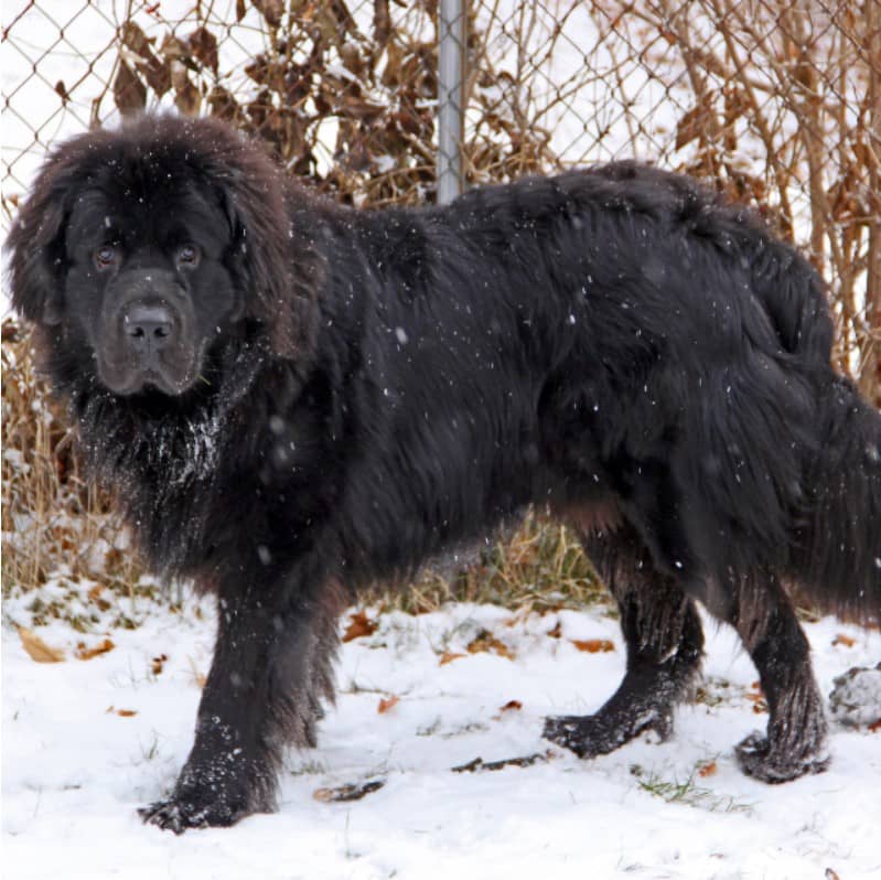 en tatlı köpekler newfoundland