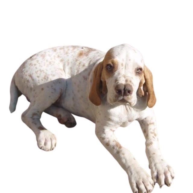 turkish pointer