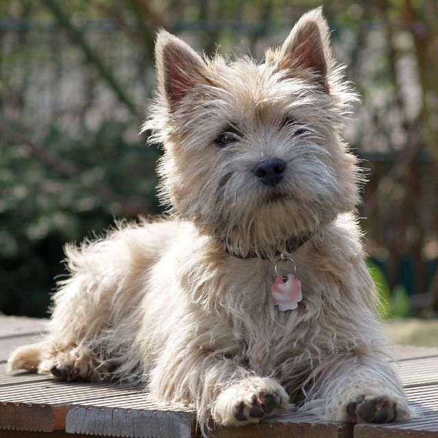 cairn terrier köpek ırkı