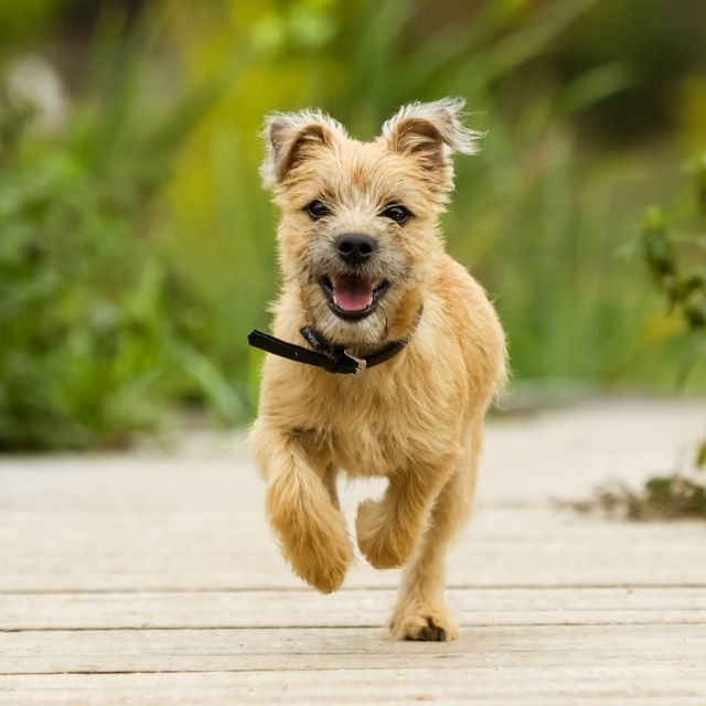 cairn terrier