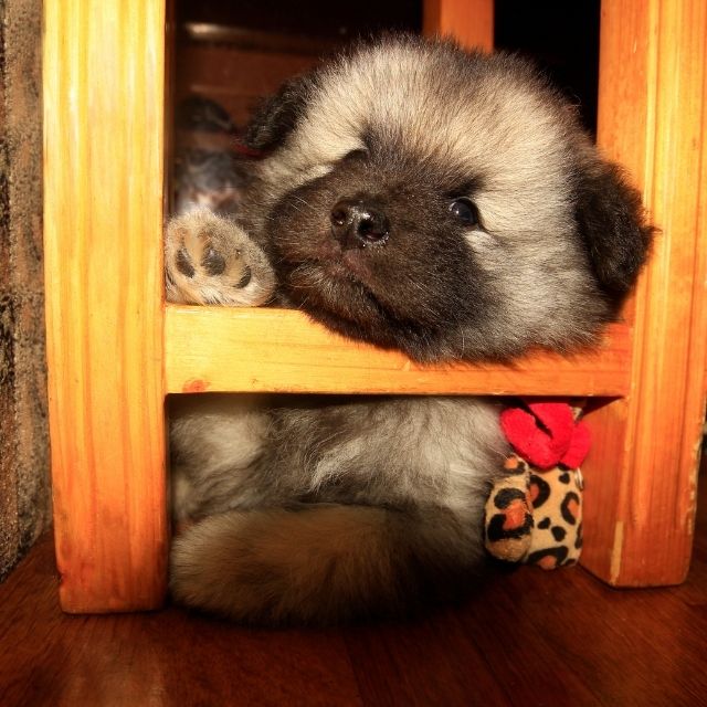 keeshond köpek