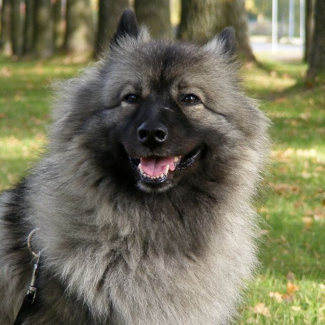 keeshond 