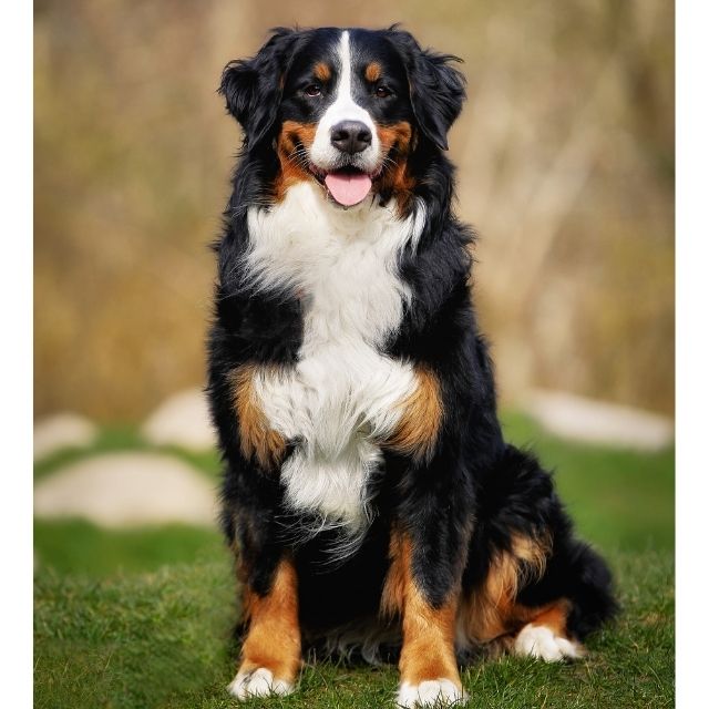 bernese mountain dog