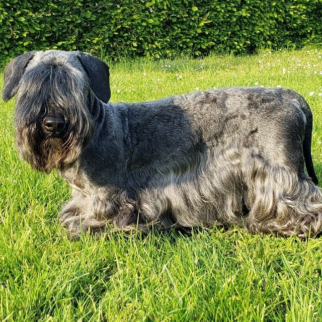 cesky terrier 