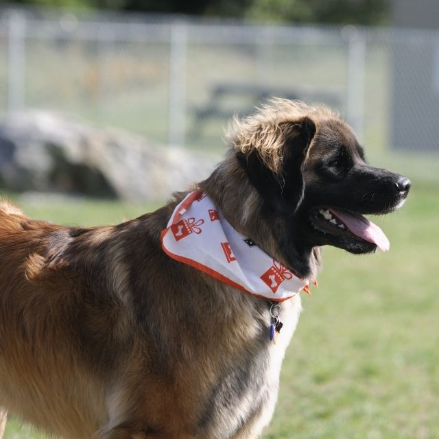 Leonberger köpek