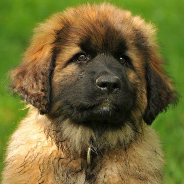 leonberger