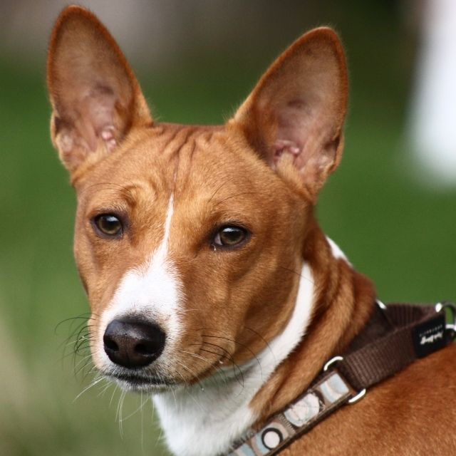 basenji köpek