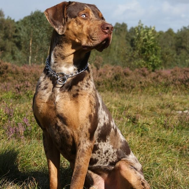 Catahoula köpeği