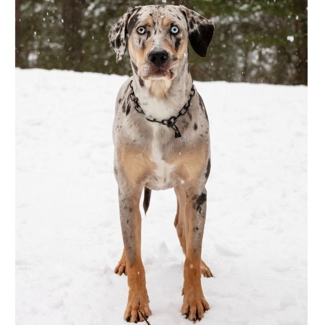 Catahoula