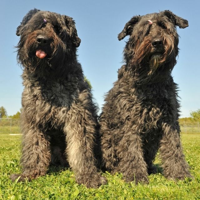 sığır köpekleri