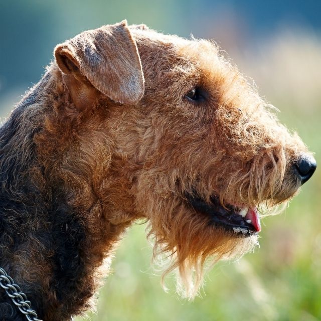 airedale terrier