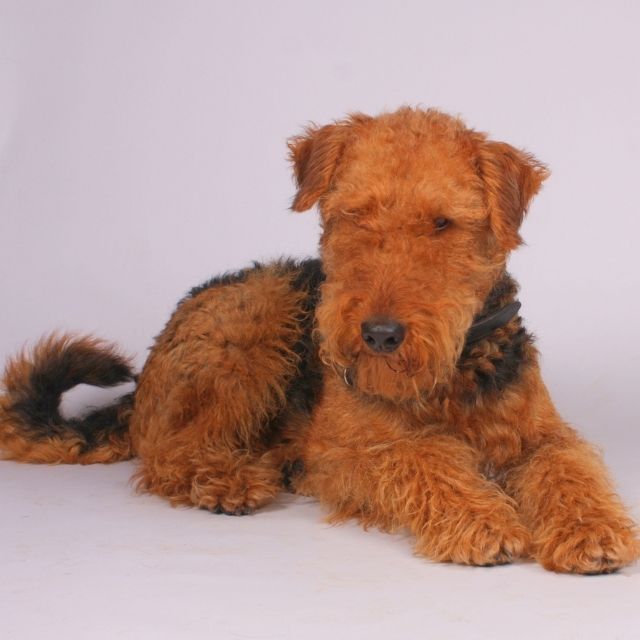 airedale terrier köpek