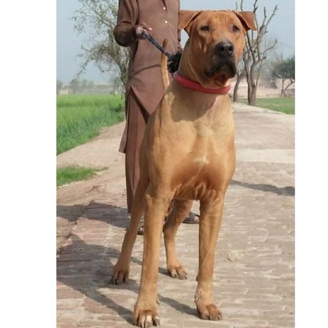 bully kutta köpek ırkı