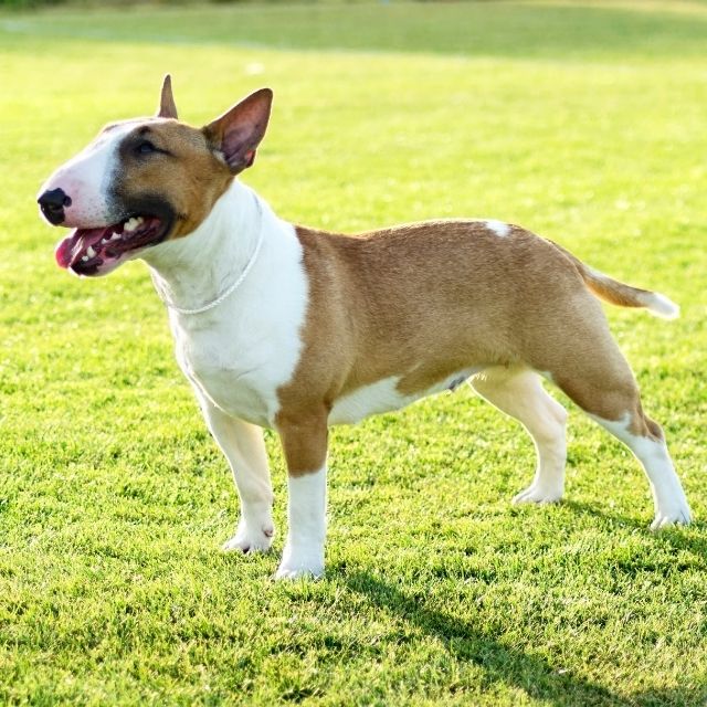 bull terrier köpek