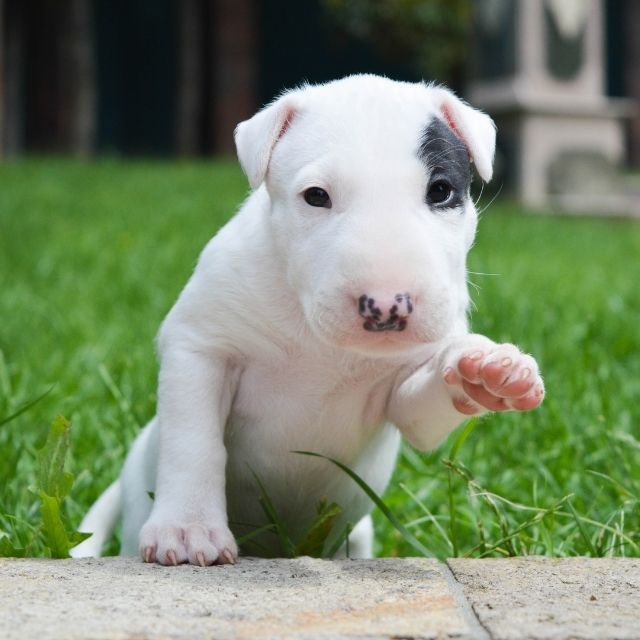 bull terrier