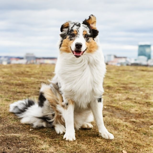 avustralya çoban köpeği özellikleri