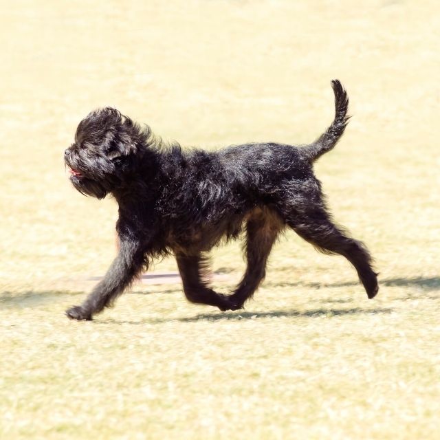 affenpinscher köpek ırkı