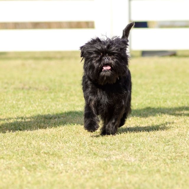 Affenpinscher köpek