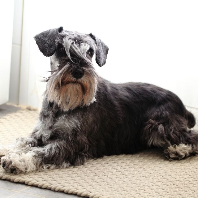 minyatür schnauzer köpek 