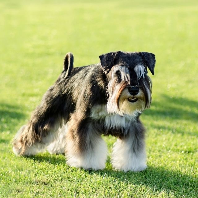 minyatür schnauzer