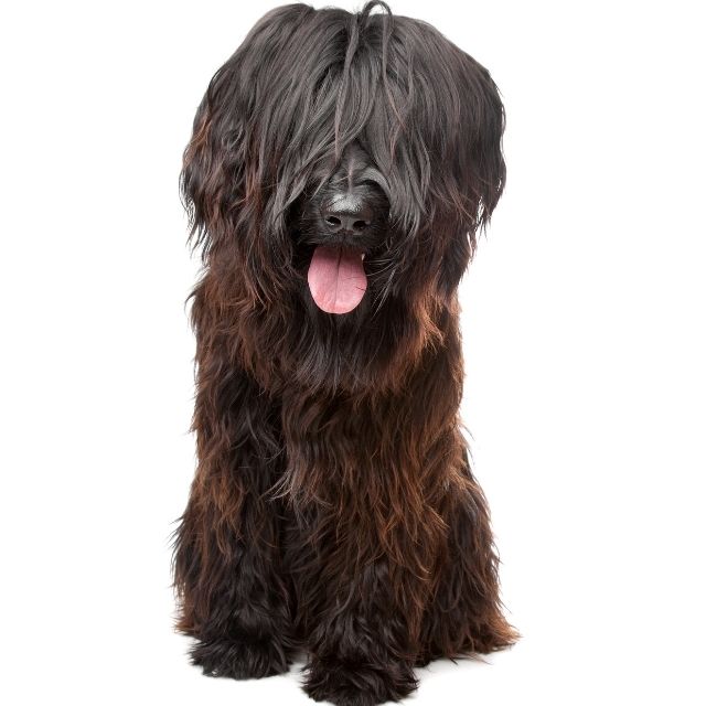 briard_1