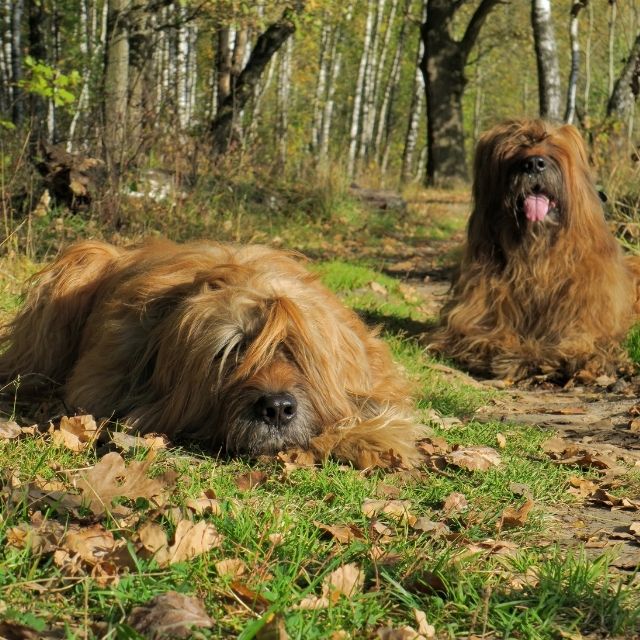 briard_2