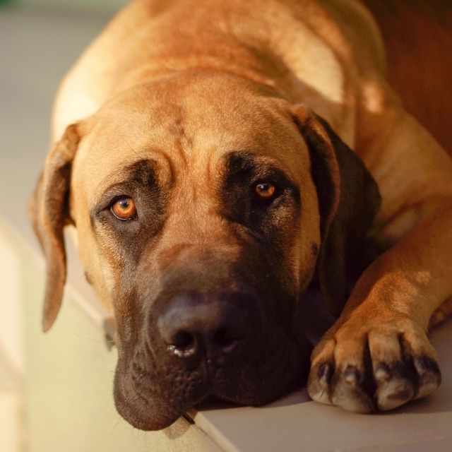 boerboel köpek