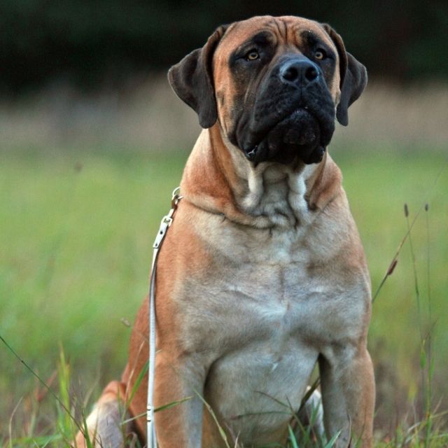 boerboel köpek ırkı