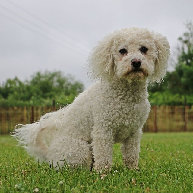 bichon frise