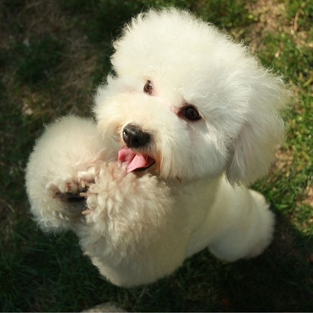 bichon frise köpek