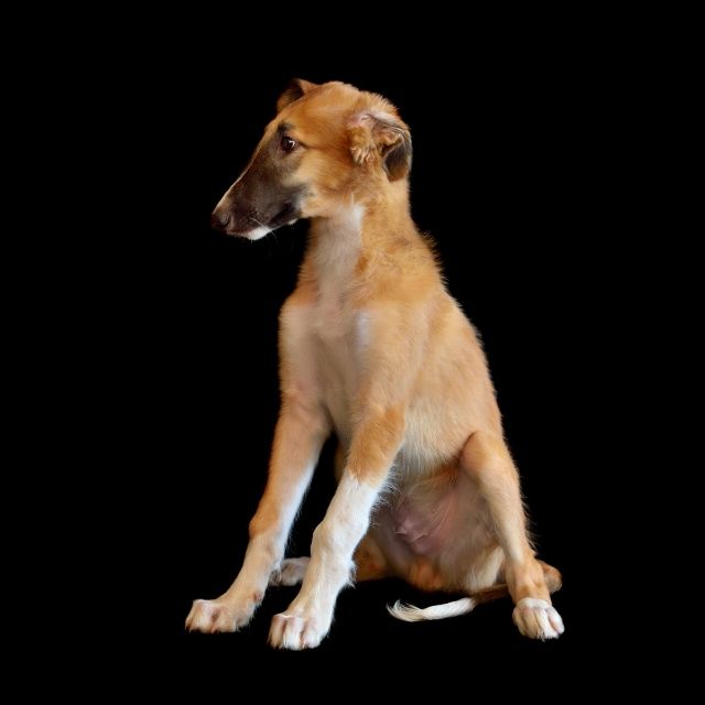 borzoi köpek