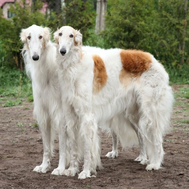 borzoi köpek ırkı