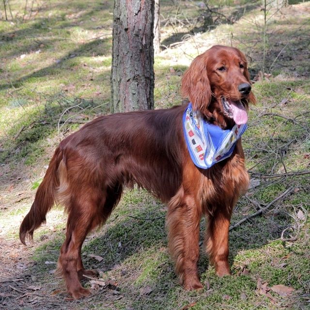 irlanda setter