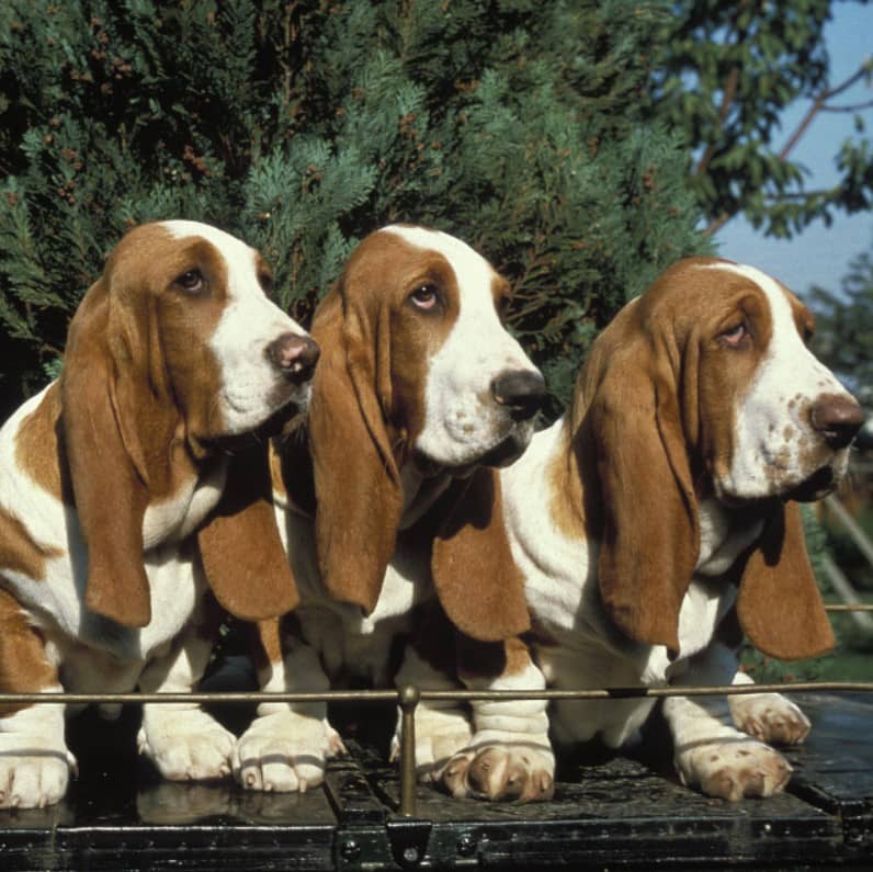 basset hound köpek ırkı