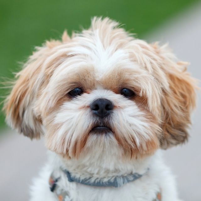 shihtzu1