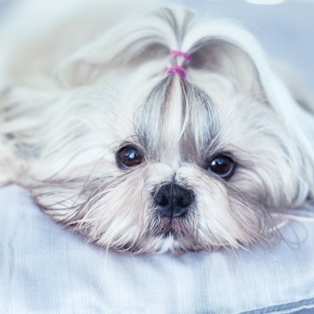 shihtzu2