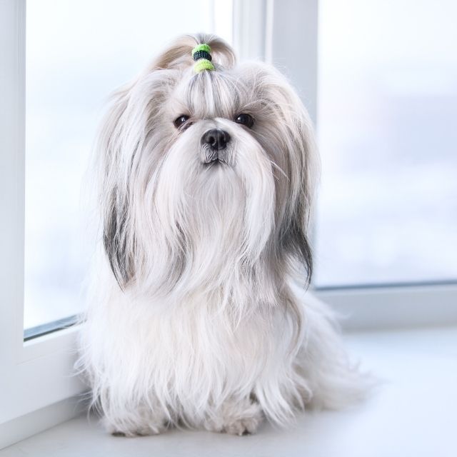 shihtzu3