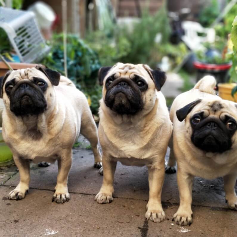 pug özellikleri