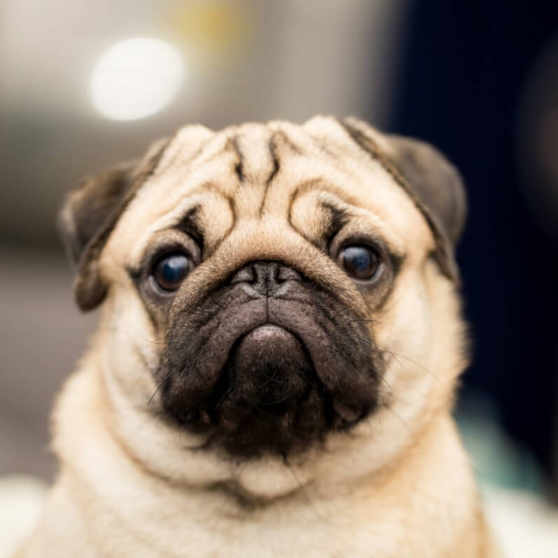 pug bakımı