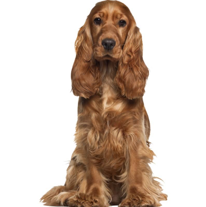 ingiliz cocker spaniel