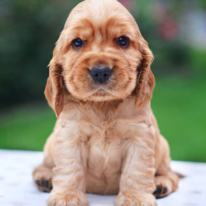 ingiliz cocker spaniel bakımı