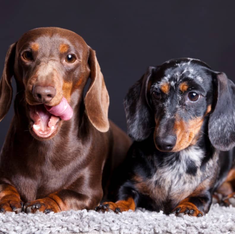 sosis köpek bakımı