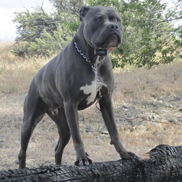 bandogge mastiff2